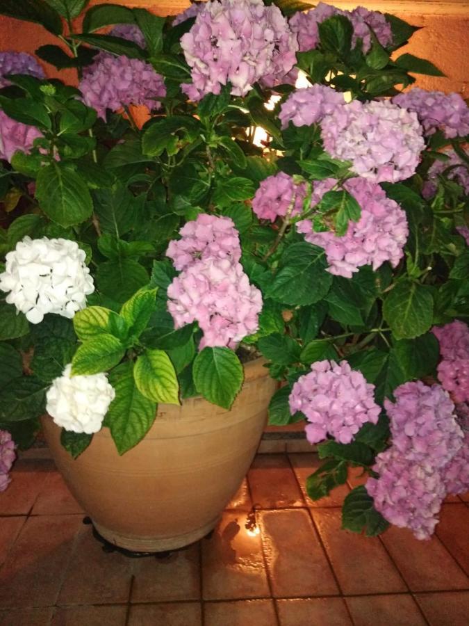 La Fenice Montefiascone Bagian luar foto